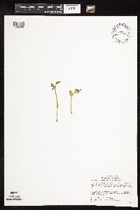 Botrychium michiganense image