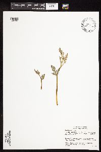 Botrychium michiganense image
