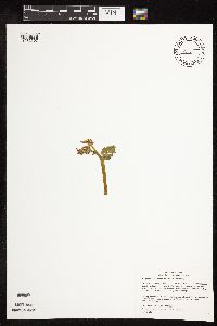Botrychium michiganense image
