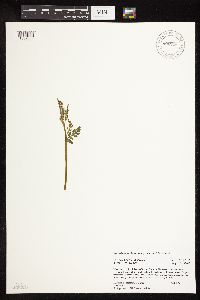 Botrychium michiganense image