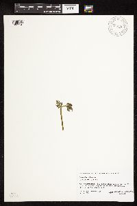 Botrychium michiganense image