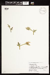 Botrychium michiganense image
