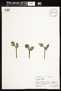 Botrychium michiganense image