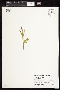Botrychium michiganense image