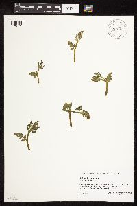 Botrychium michiganense image