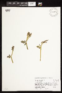 Botrychium michiganense image