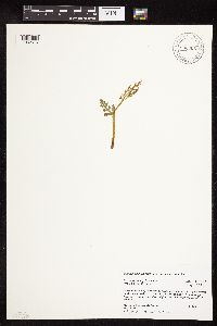 Botrychium michiganense image