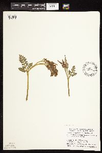 Botrychium michiganense image