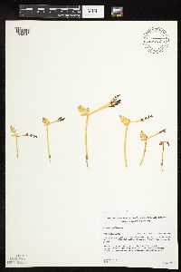 Botrychium michiganense image