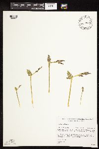 Botrychium michiganense image