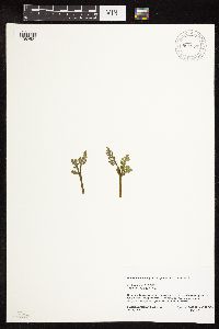 Botrychium michiganense image
