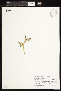 Botrychium michiganense image