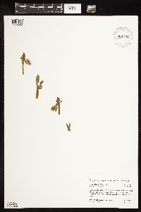 Botrychium michiganense image