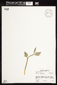 Botrychium michiganense image