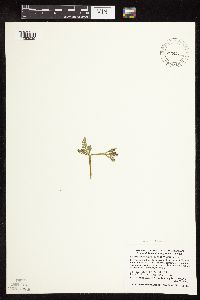 Media resource of Botrychium minganense