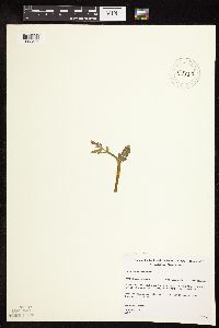 Botrychium michiganense image