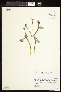 Botrychium michiganense image