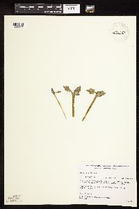 Botrychium michiganense image