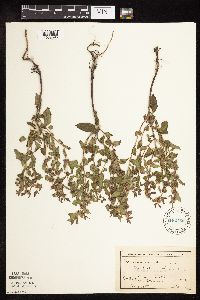 Mentha arvensis image