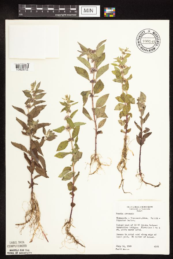 Mentha arvensis image