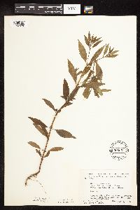 Thumbnail image of current specimen