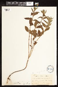 Mentha arvensis image