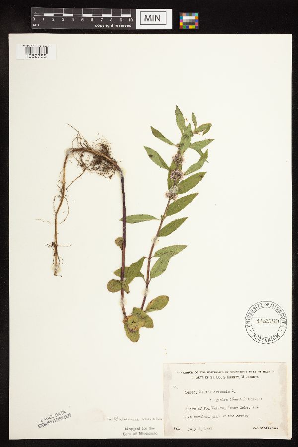 Mentha arvensis image