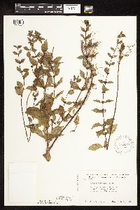 Mentha x gracilis image