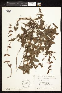 Mentha x gracilis image