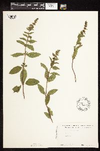 Mentha x gracilis image