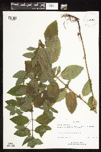 Mentha x gracilis image