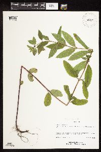 Mentha x gracilis image