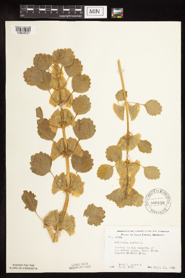 Moluccella laevis image