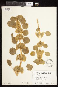 Media resource of Moluccella laevis