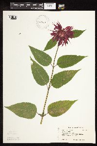 Monarda didyma image