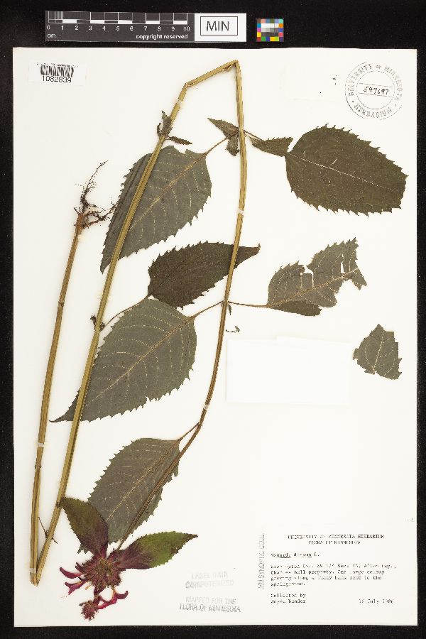 Monarda didyma image