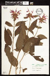 Image of Monarda didyma