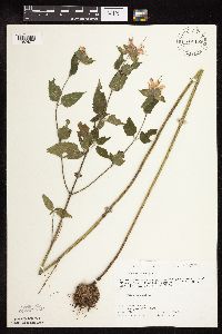Image of Monarda fistulosa