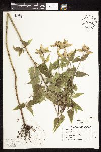 Monarda fistulosa image