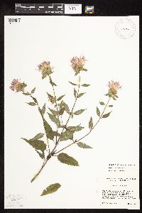 Monarda fistulosa image