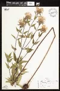 Monarda fistulosa var. fistulosa image