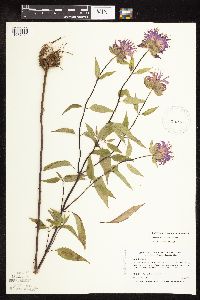 Monarda fistulosa image