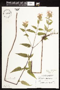 thumbnail image of current specimen