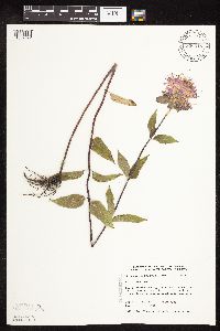 Monarda fistulosa var. fistulosa image