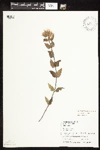 Monarda fistulosa image