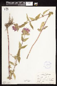 Monarda fistulosa var. fistulosa image