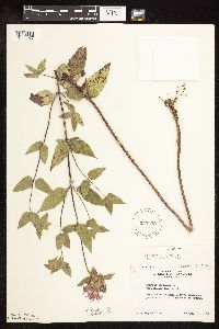 Monarda fistulosa image