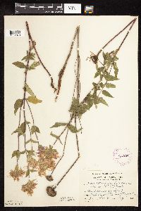 Monarda fistulosa image