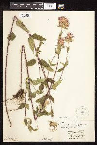 Monarda fistulosa image