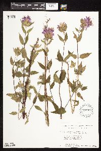 Monarda fistulosa image